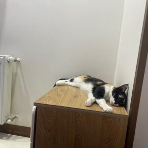 گربه بسیار آروم