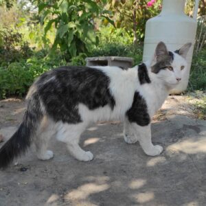 گربه بومی مو بلندDLH