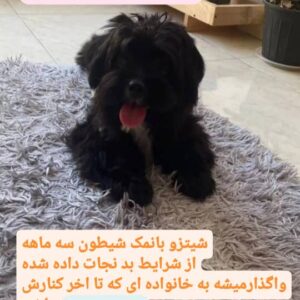 واگذاری سگ زیبا پا کوتاه