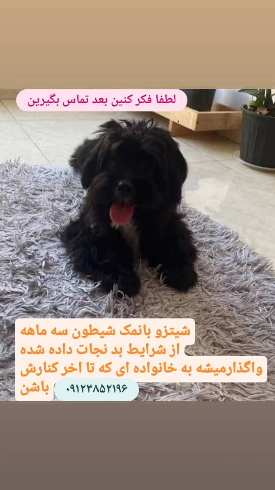 واگذاری سگ زیبا پا کوتاه