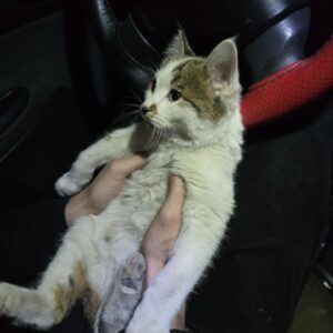 واگذاری بچه گربه ماده بغلی و بازیگوش