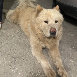 سگ چاو چاو به نام لئو