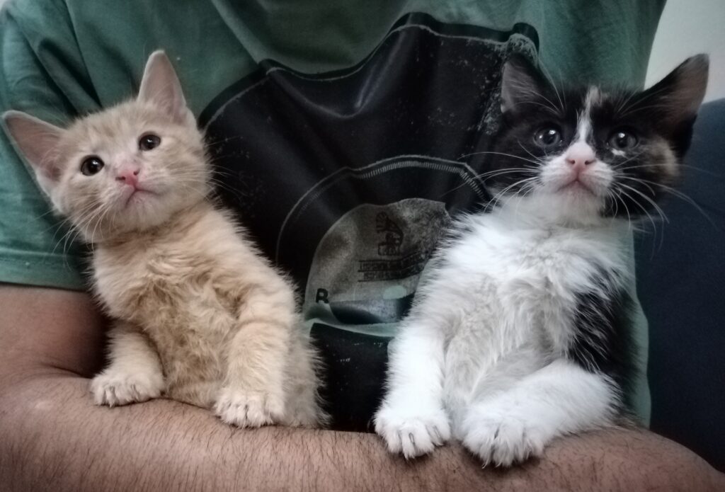واگذاری دو بچه گربه کوچولو