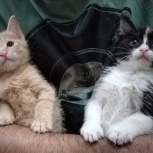 واگذاری دو بچه گربه کوچولو