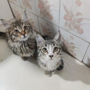 یه خواهر و برادر مهربون