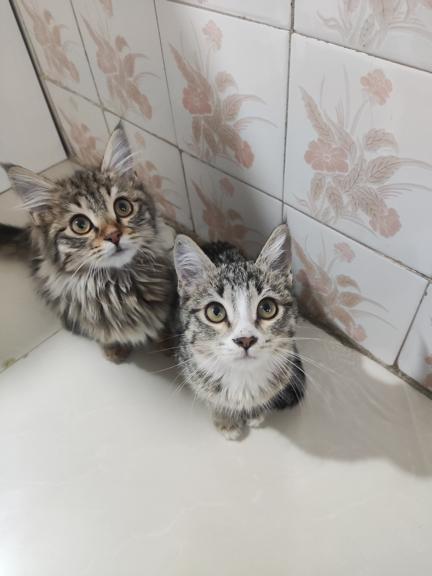 یه خواهر و برادر مهربون