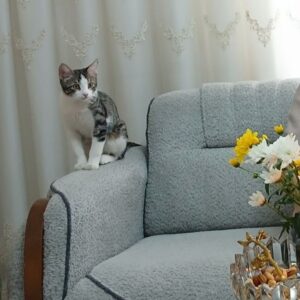 واگذاری گربه ی ۱۸ ماهه