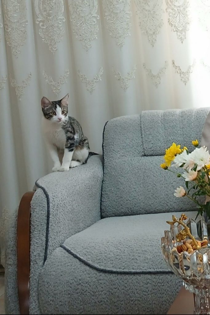 واگذاری گربه ی ۱۸ ماهه