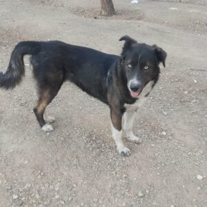 سرپرست خوب برای یک عدد سگ زیبا