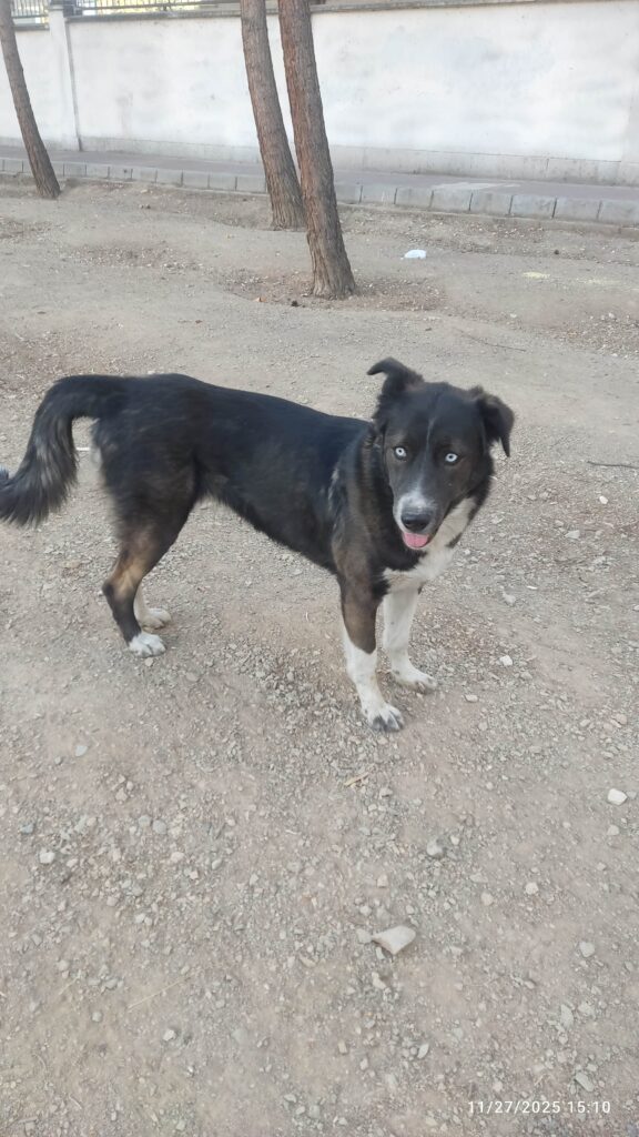 سرپرست خوب برای یک عدد سگ زیبا