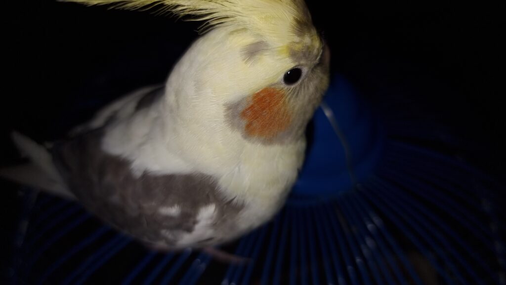 عروس هلندی گم شده