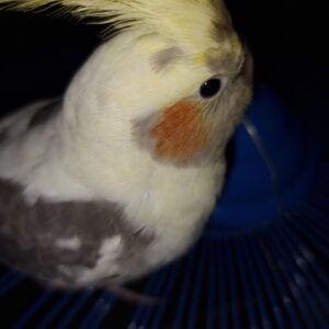 عروس هلندی گم شده