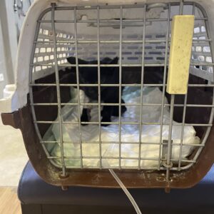 گربه سياه كوچولو