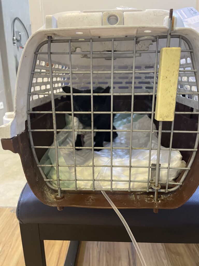 گربه سياه كوچولو