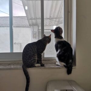 واگزاری رایگان گربه نژاد دی اس اچ حدودا ۱ساله