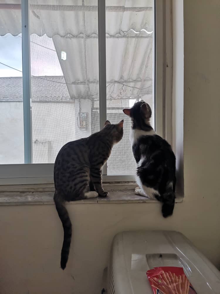 واگزاری رایگان گربه نژاد دی اس اچ حدودا ۱ساله