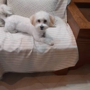 هانی خانم مهربون و تربیت شده