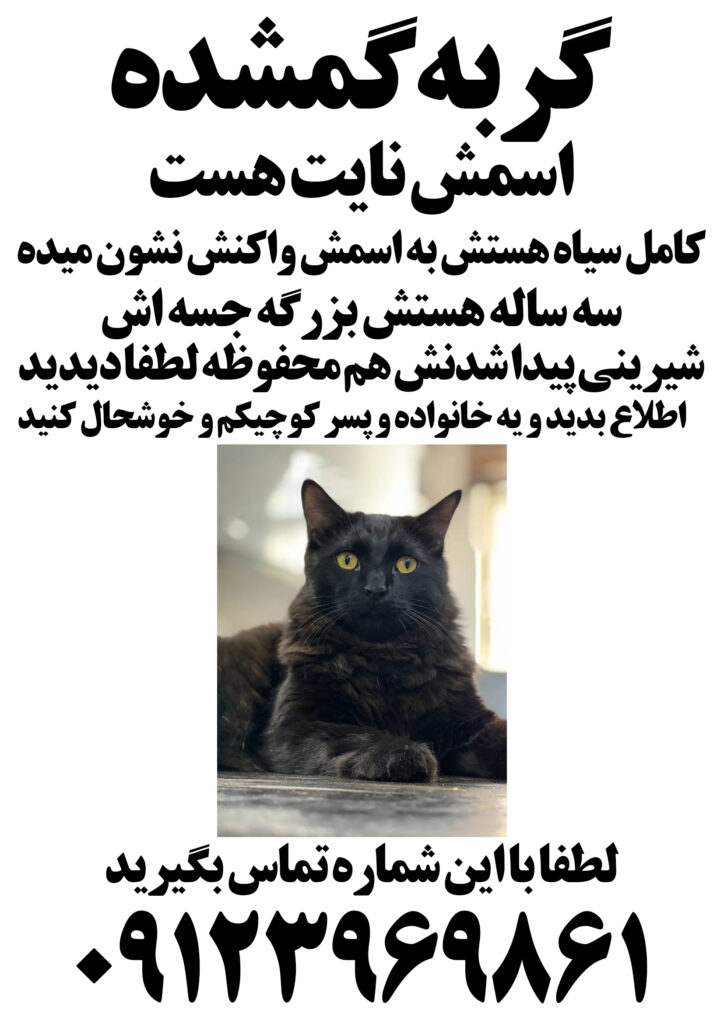 گربه ی گمشده