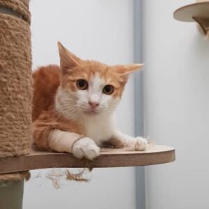 بچه گربه 5 ماهه نارنجی نر DSH