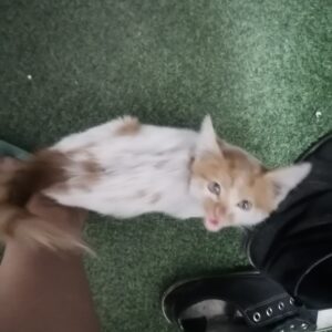 واگذاری  بچه گربه فوری قراره رها سازی شه