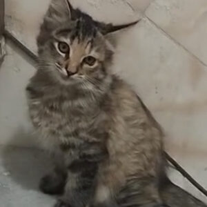 پونه دختر دی ال اچ سه ماهه که احتیاج به خانه امن دارد