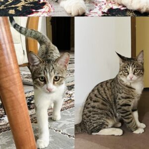 واگذاری گربه رایگان