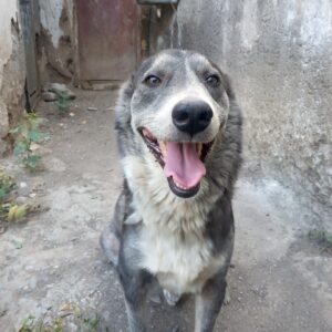 واگذاری لوسی رایگان