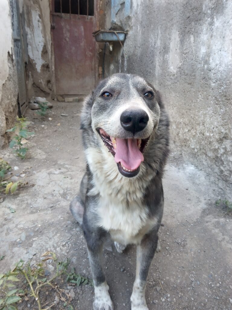 واگذاری لوسی رایگان