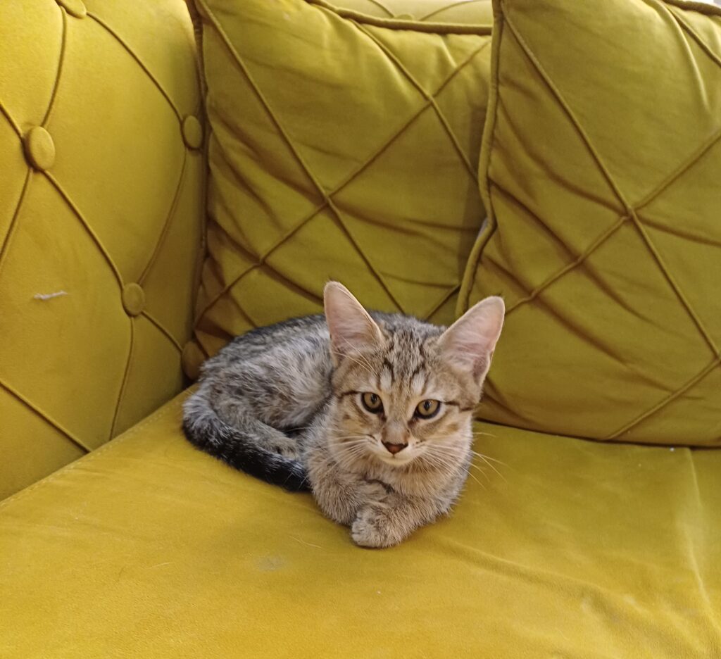 بچه گربه ی دو ماهه