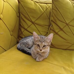 بچه گربه ی دو ماهه