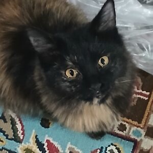 واگذاری یک بچه گربه 8ماهه