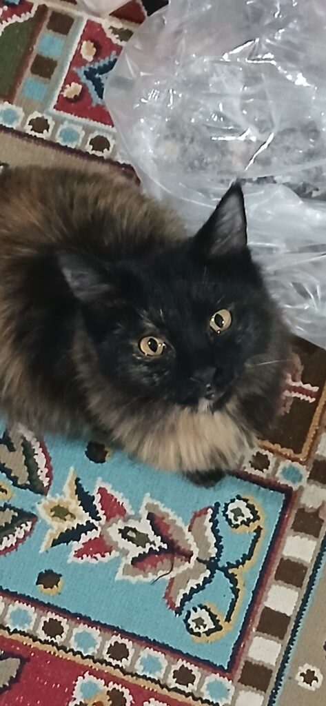 واگذاری یک بچه گربه 8ماهه