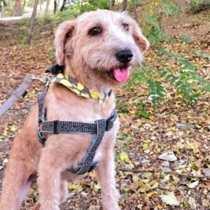 تریر مهربون در انتظار خانواده خوب فقط در تهران