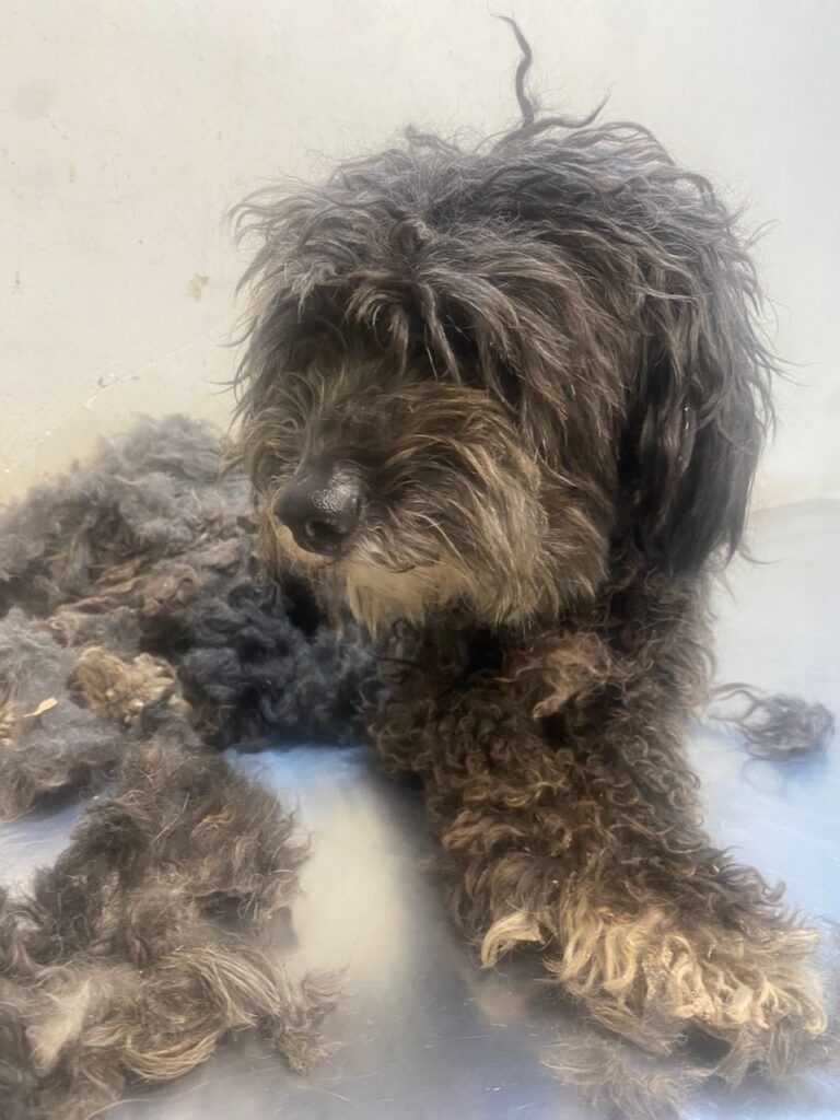 سگ تریر مشکی پیدا شده