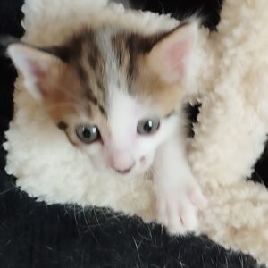 بچه گربه دو ماه