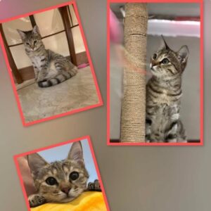 میشل  ماده ۳ ماه