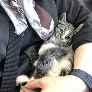 واگذاری بچه گربه ۳ ماهه