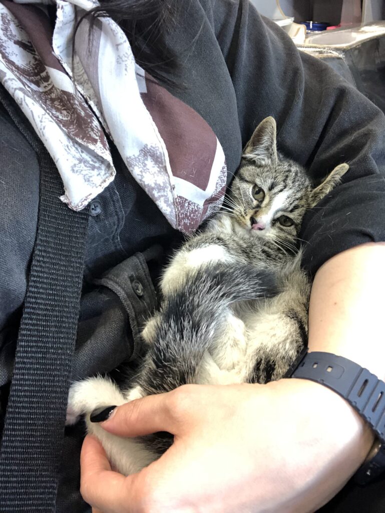 واگذاری بچه گربه ۳ ماهه