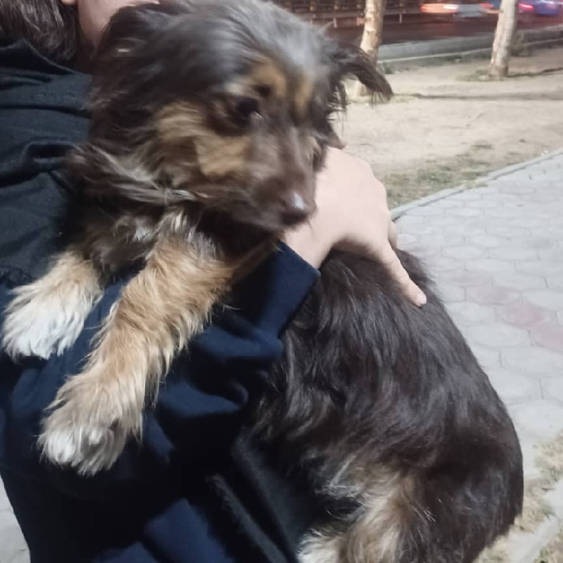 سگ آپارتمانی ریز