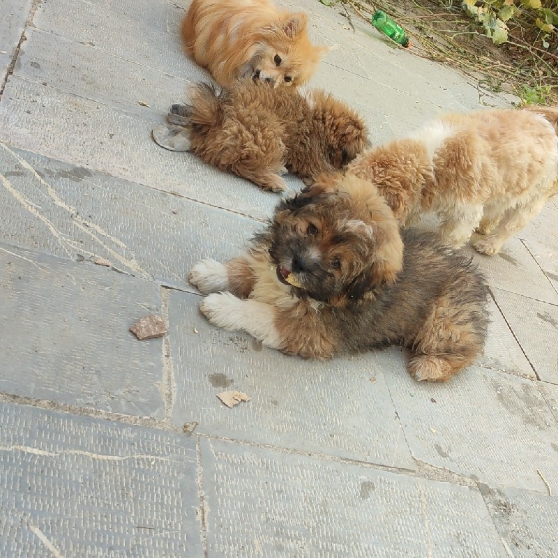 شیتزوپامر پامر تپل