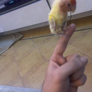 طوطی برزیلی مبتلا به pbfd