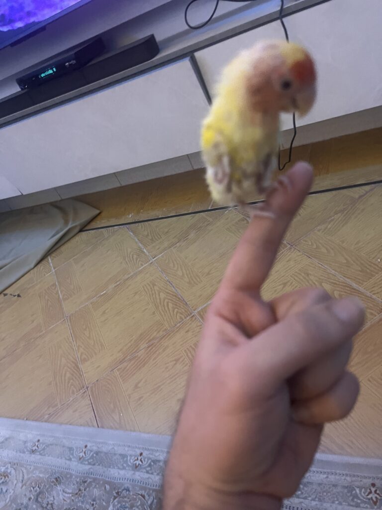 طوطی برزیلی مبتلا به pbfd