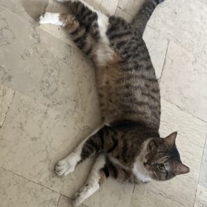 گربه ماده dsh