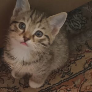 سه تا پسر کاکل زری و دو تا دختر ملوس