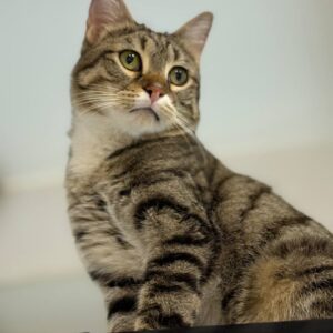 واگذاری دو گربه DSH