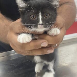 واگذاری گربه تاکسیدو ماده سه ماهه dsh بانمک