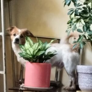 واگذاری رایگان سگ میکس پامر