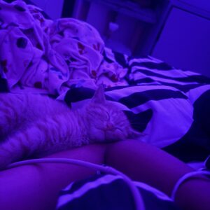 گربه نارنجی دوماهه شیطون