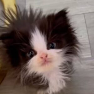 واگذاری گربه کوچک و سالم