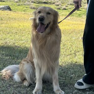 ویکی گلدن رتریور